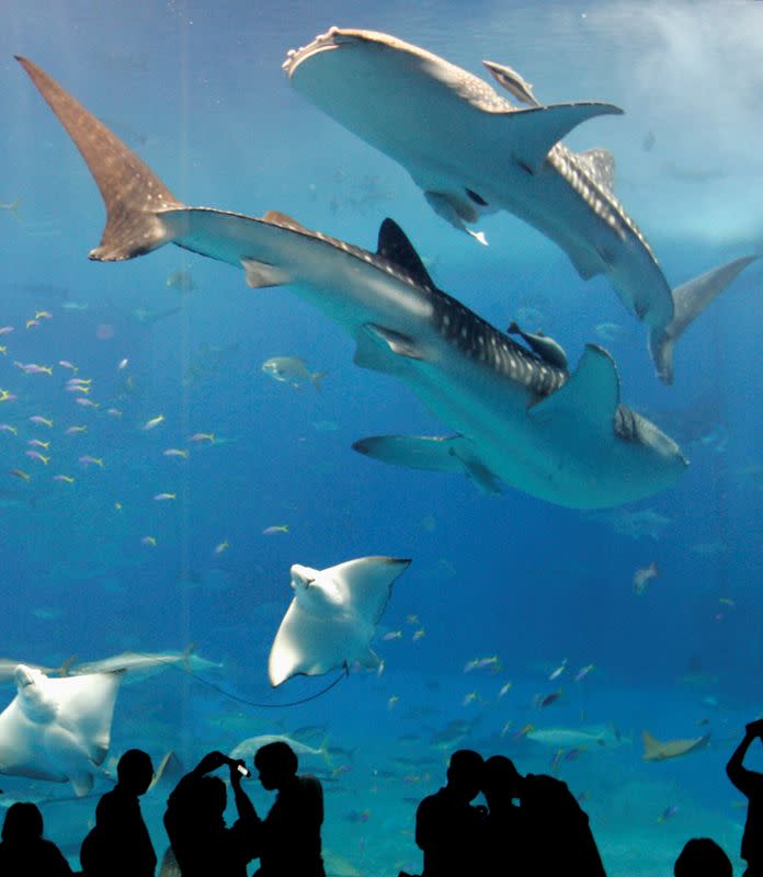FILE PHOTO: Whale sharks swim with other fish as visitors look on in a fish tank with the world's largest glass acrylic window at the Okinawa Churaumi Aquarium in Motobu town