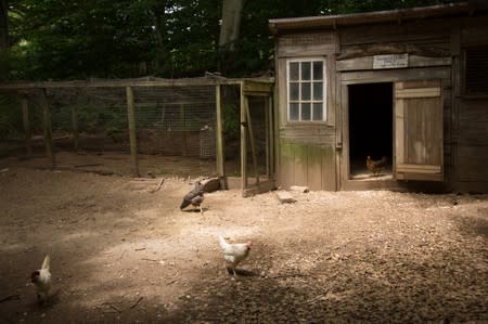 Chickens are seen at the Quail Hill Farm in Amagansett