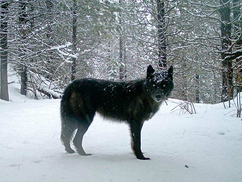 FILE - This February 2017 file photo provided by the Oregon Department of Fish and Wildlife shows a wolf of the Wenaha Pack captured on a remote camera on U.S. Forest Service land in Oregon's northern Wallowa County. A federal proposal to take the gray wolf off the endangered species list has divided states in the West, and has even exposed conflicting views among top officials in Oregon. The governor said Thursday, May 16, 2019, it's critically important that range-wide recovery efforts for wolves across the West be maintained. (Oregon Department of Fish and Wildlife via AP, File)