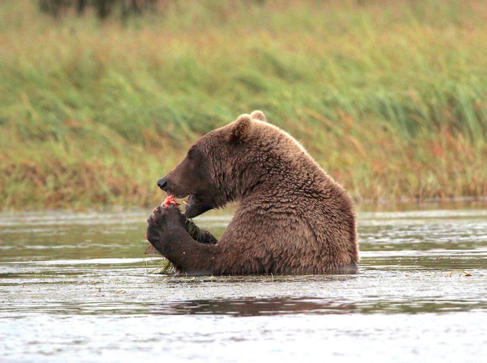 A brown bear eats a salmon in the Alagnak River in Alaska. Salmon and trout are plentiful throughout Alaska, but now potential development in southwest Alaska could threaten the species of fish that make Bristol Bay home.