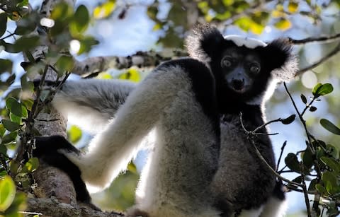 lemur - Credit: Getty