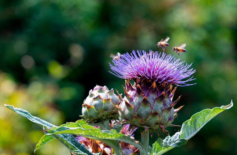 Bees visit a flower at the Idaho Botanical Garden during the summer of 2022.