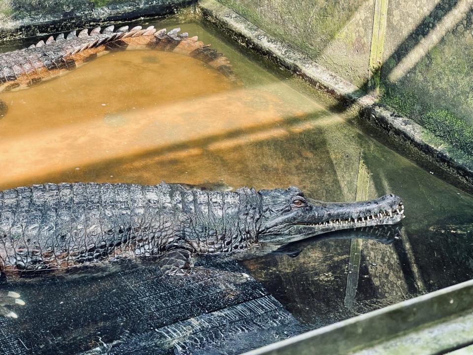 A gharial.