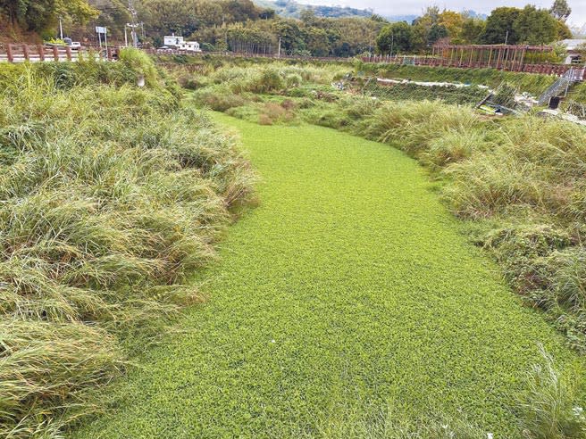 苗栗縣大湖鄉南湖溪遭水芙蓉大舉入侵，走在湖安橋向下望，就能見到一片綠油油，25日起第二河川局進駐清除。（巫靜婷攝）