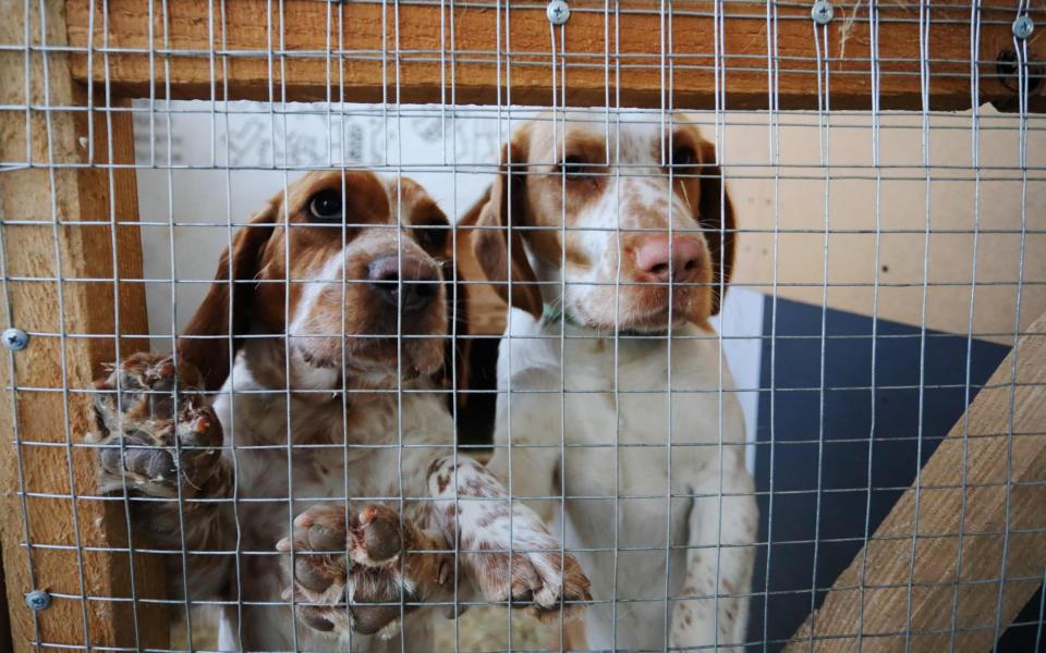 Dogs are seen in an aviary at the 'Home for Rescued Animals' in the western Ukrainian city of Lviv on March 26, 2022. - Aleksey Filippov/AFP