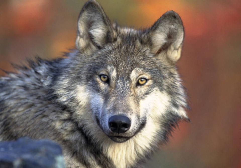 FILE - This April 18, 2008, file photo provided by the U.S. Fish and Wildlife shows a gray wolf. A scientific review says the U.S. government’s bid to lift federal protections for gray wolves across most of the Lower 48 states is based on unproven claims about their genetics. The U.S. Fish and Wildlife Service peer review panel released its report Friday Feb. 7, 2014. It represents a significant setback for the pending proposal to take gray wolves off the endangered species list except in the desert Southwest. (AP Photo/U.S. Fish and Wildlife Service, Gary Kramer, File)