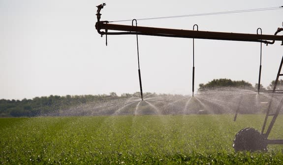 An irrigation system sprays water on a cornfield.