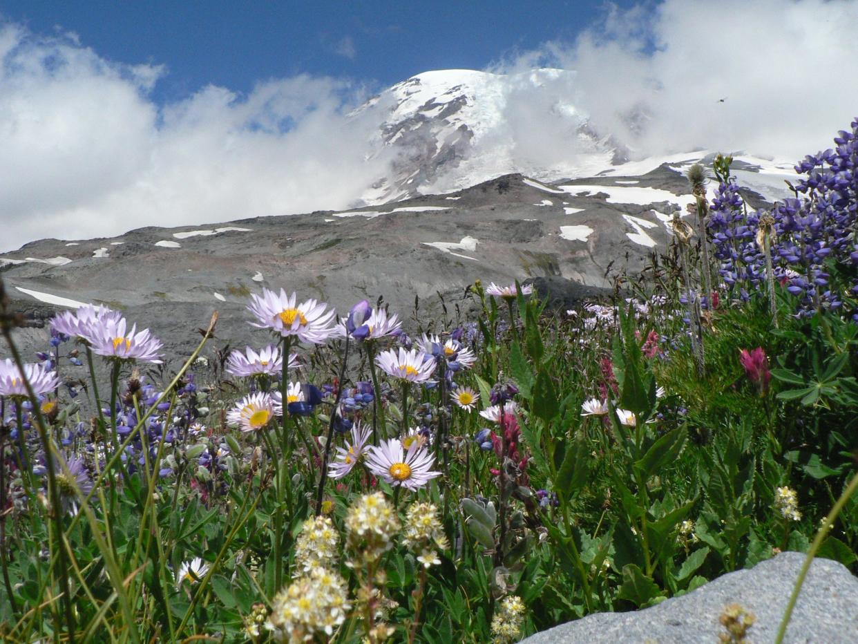 Mount Rainier is known for its wildflowers.