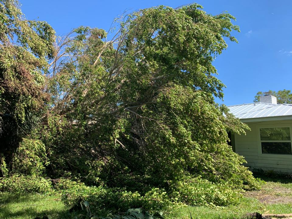 A photo of the banyan tree that fell against Carrie Seidman's home during Hurricane Ian. The fallen tree also snapped a power line, which has left Seidman's home without electricity.
