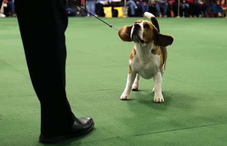 A Beagle looks up at his handler in the ring during judging in the Hound Group at the 139th Westminster Kennel Club's Dog Show in the Manhattan borough of New York February 16, 2015. REUTERS/Mike Segar