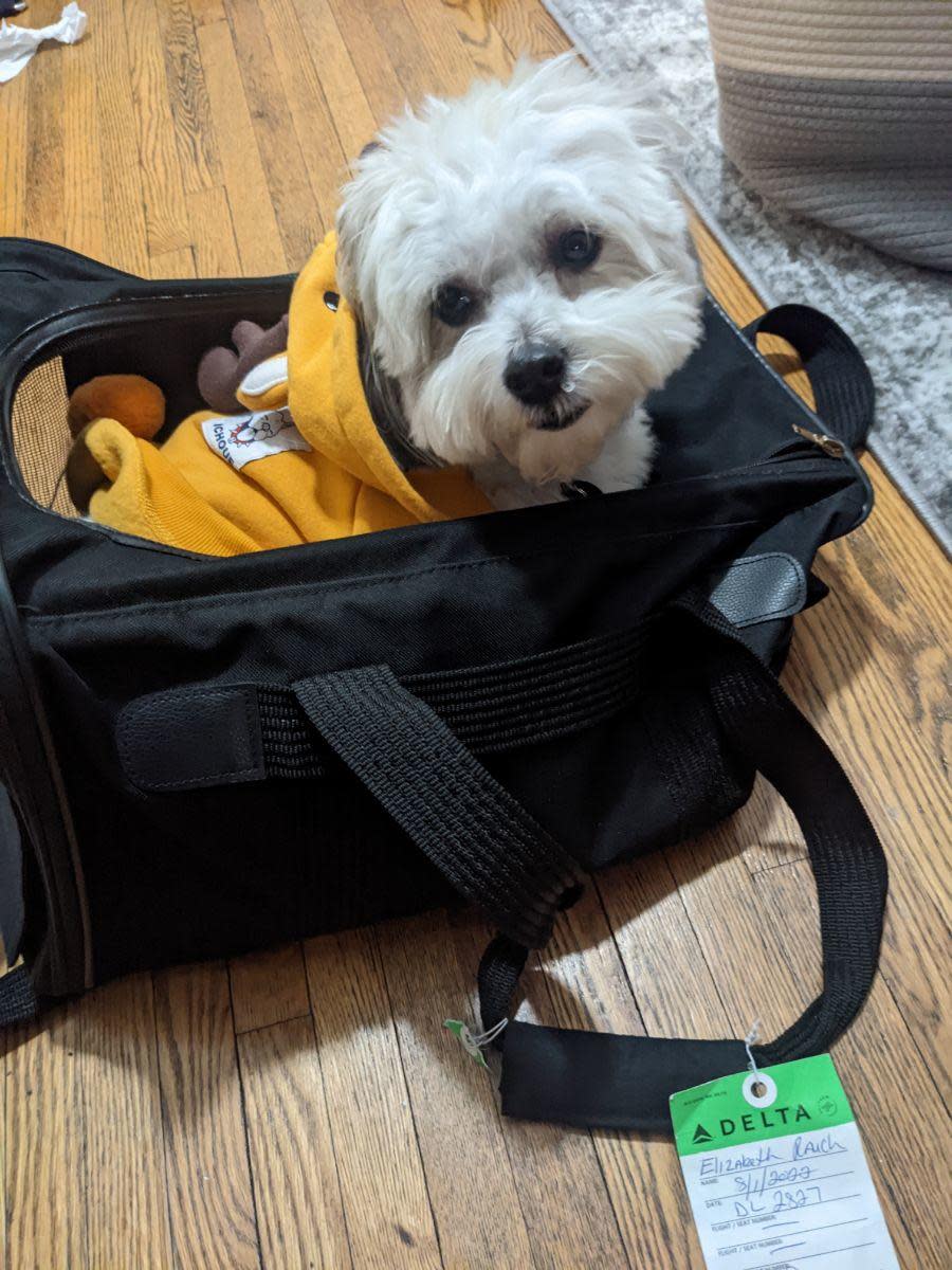 Soda, a 15-pound poodle mix, has flown on dozens of trips to St. Croix in the U.S. Virgin Islands with his owner, New York City resident Margaret Rauch. / Credit: Margaret Rauch