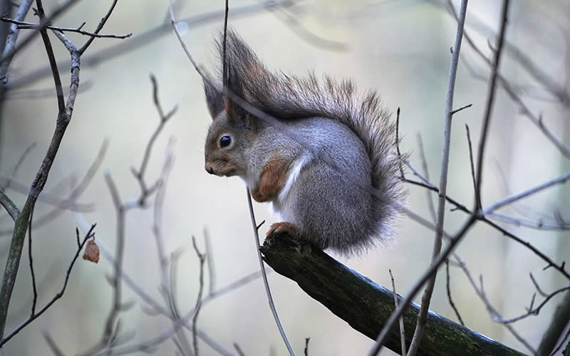 A squirrel sits on a tree branch on a cold windy day