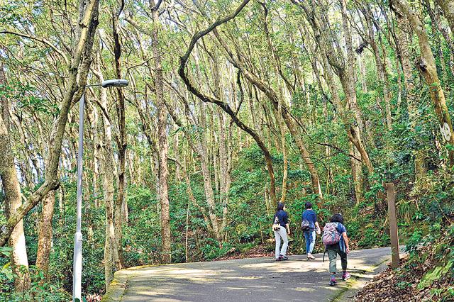 樹林非常茂密。原來英國人當年為了保命而拼命植樹。（Kin Lau攝）