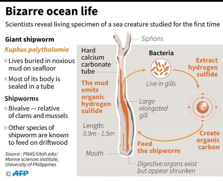 The giant shipworm appears to survive on the waste products of the sulphur-eating bacteria that live in its gills