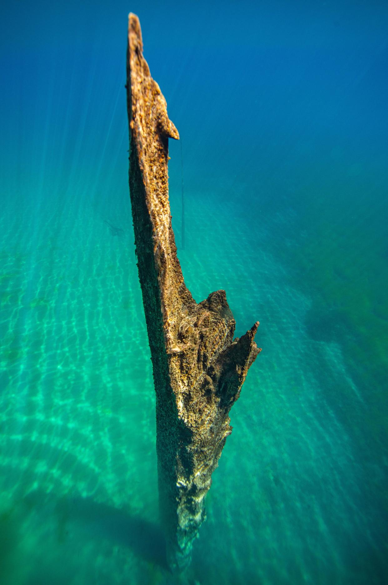 A more than 3,000-year-old tree juts up from the silty bottom of Clear Lake in Willamette National Forest.