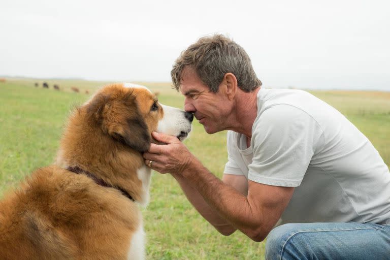 Dennis Quaid protagoniza este film sobre la vida de un perro