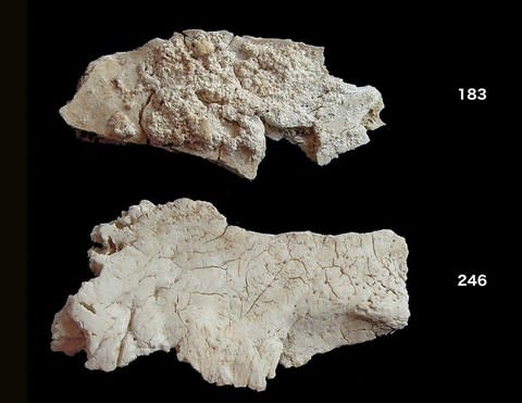 Fragments of skulls found in the Aubrey Holes where they had been cremated  - Credit:  Christie Willis