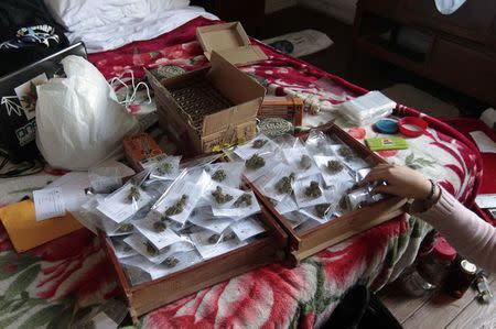 Marijuana samples are seen during a judging session at Uruguay's second Cannabis Cup at a hotel in downtown Montevideo, in this June 22, 2013 file photo. REUTERS/Andres Stapff/Files