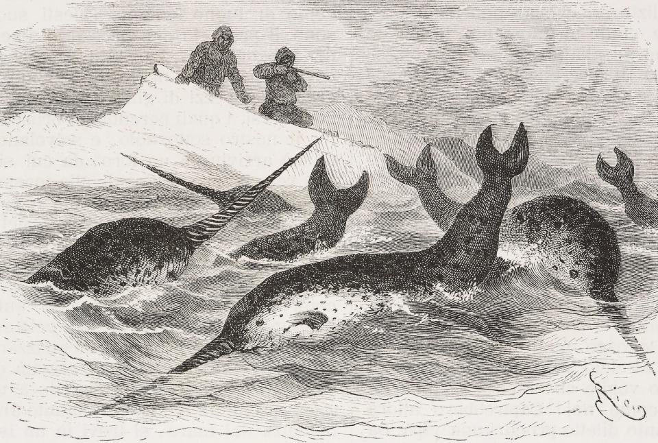 Hunting narwhals, drawing by Edouard Riou (1833-1900) from Polaris Expedition and Six Months on an Ice-floe, 1870-1873, by Lieutenant George E Tyson (1829-1906), from Il Giro del mondo (World Tour), Journal of geography, travel and costumes, Volume III, Issue 4, December 23, 1875.