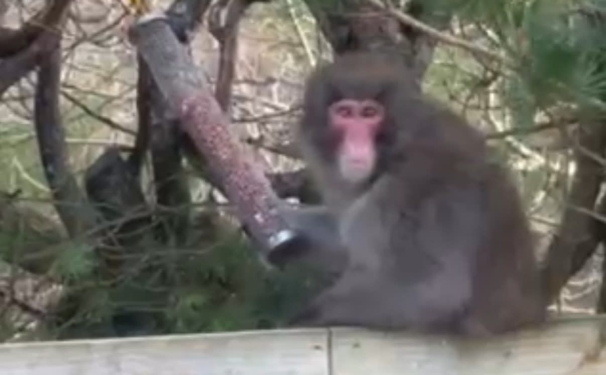 Escaped monkey is filmed eating nuts that had fallen from a garden bird feeder