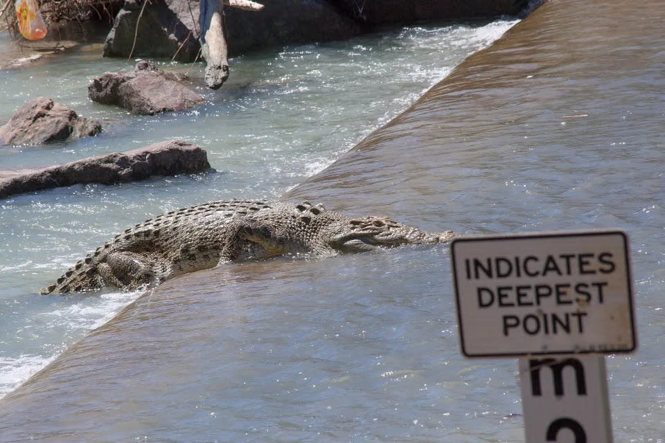 Large crocodile emerging from the water at Cahill's Crossing. 