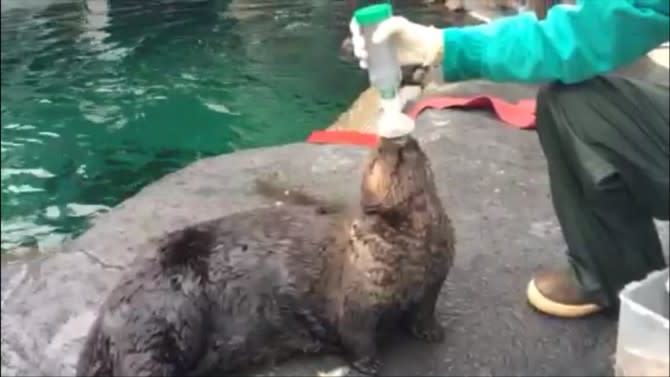 Mishka, 1st Sea Otter with Asthma, Learns to Use an Inhaler