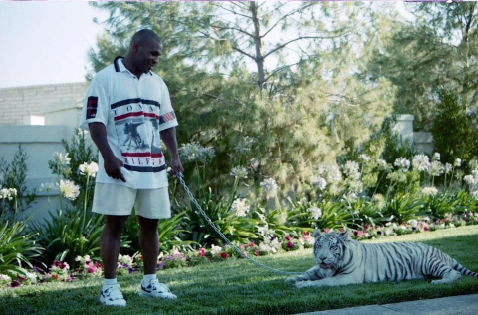 Mike Tyson and his pet tiger.