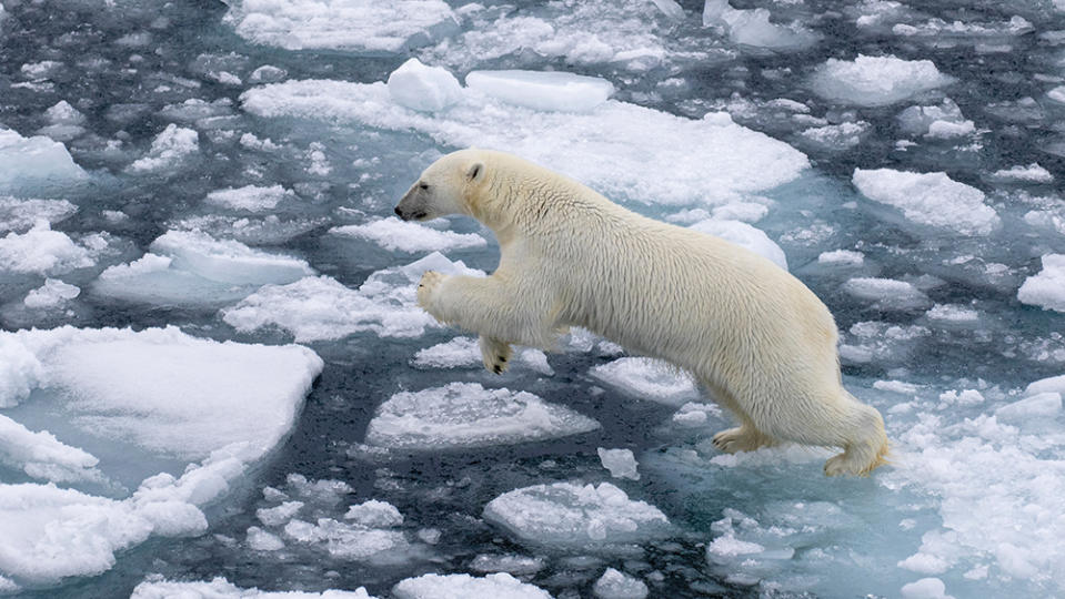 A polar bear, the Arctic’s most feared predator.