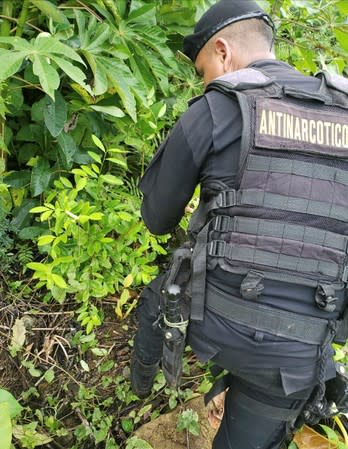 An agent of the Guatemalan National Civil Police (PNC) destroys coca plants during an operation to dismantle a coca processing lab in Izabal