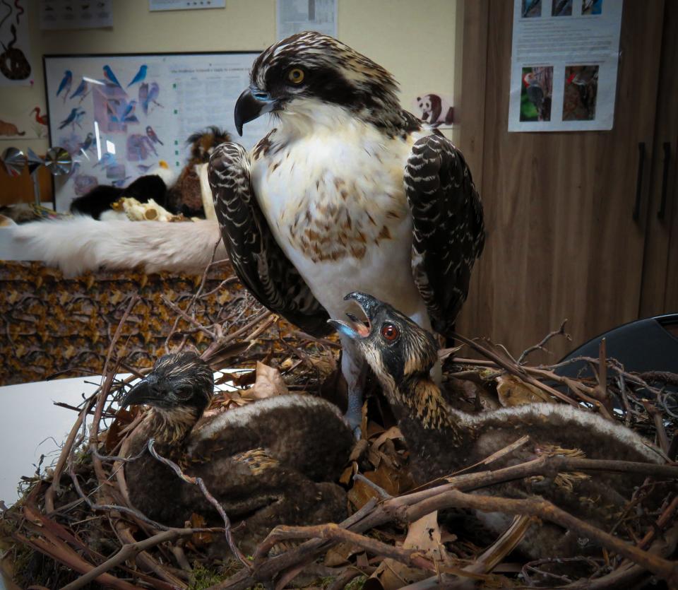 Taxidermist Dan Clark created this display of a female and young osprey. The birds had died as a result of electrocution and storms.