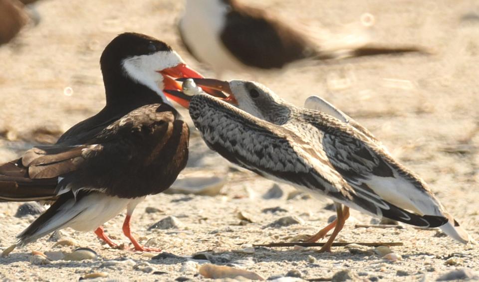 A black skimmer feeds its young along the southern end of Wrightsville Beach back in 2019. The southern tip of the New Hanover County island is largely closed off to beachgoers during the late spring and summer to protect nesting shorebirds.
