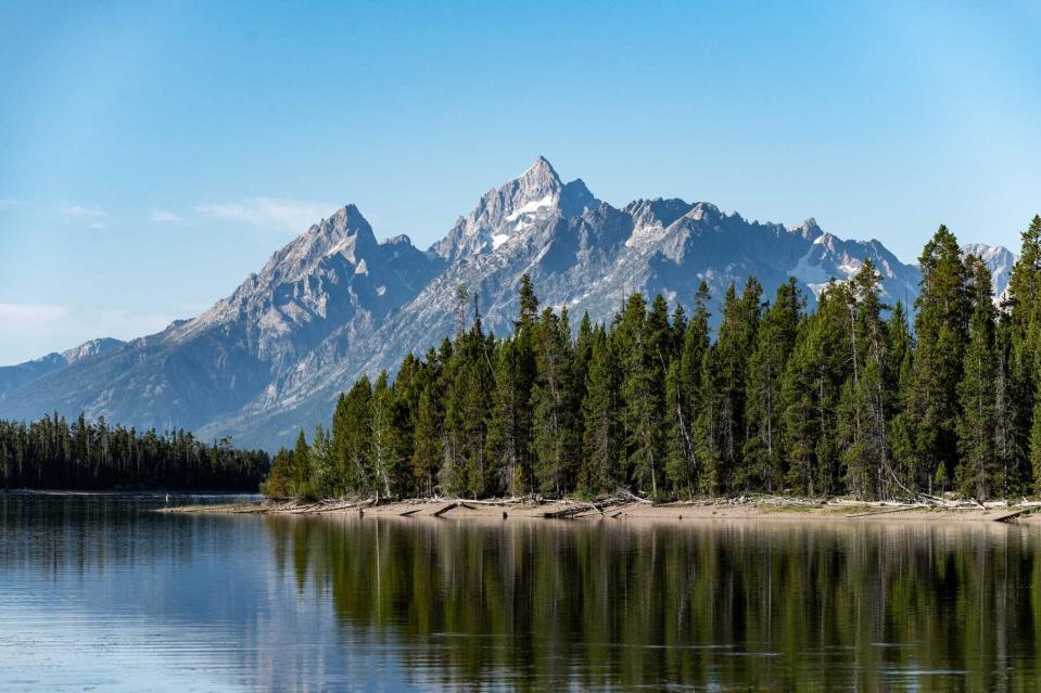 Grand Tetons behind water and trees