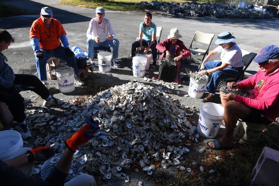 Community volunteers gather to remove oyster shells from mats to be repurposed into oyster bags that will eventually be placed in the Indian River Lagoon on Friday, Jan. 18, 2019 in Vero Beach. Thousands of oyster mats were donated to the county to be placed in the lagoon, but it was determined that the mats only work in specific areas of the lagoon. "The mats were made because that's what was thought to work in the lagoon," said Alexis Peralta, a stormwater education and fertilizer enforcement officer with Indian River County, "only to find out that they only work in special parts of the lagoon, not our area. So, in our area, Florida Fish & Wildlife Conservation Commission said that we can not use the mats, we have to use bags so that they're actually viable in our area."  Volunteers from the county, Coastal Connections Inc. and the Coastal Conservation Association are working together on the repurposing effort.