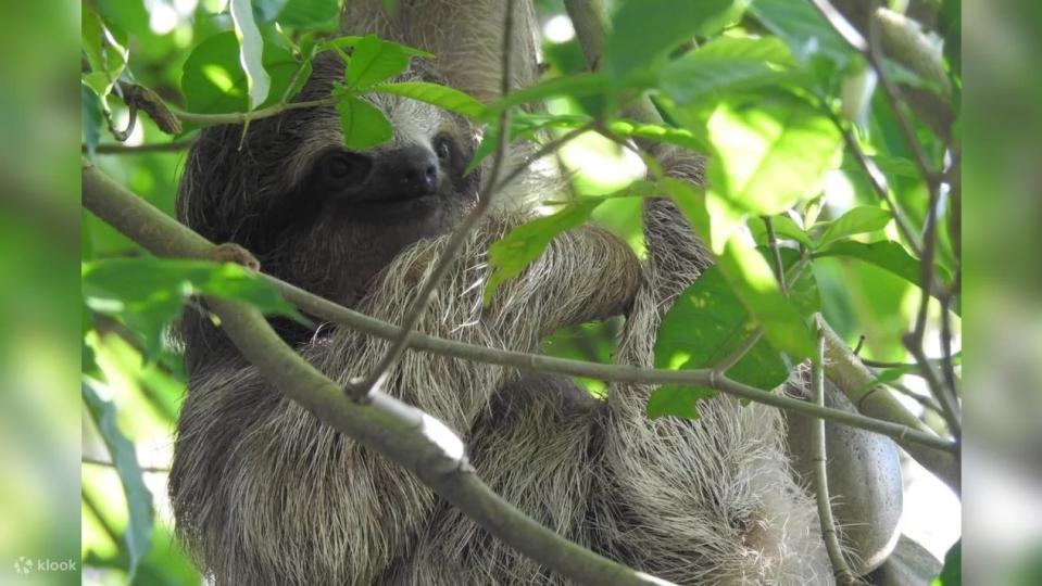 Sloth Tour and Wildlife Encounter Experience In Canton Liberia. (Photo: Klook SG)