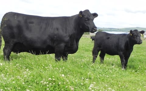 There are fewer 250 Native Aberdeen Angus cows left  - Credit: RBST