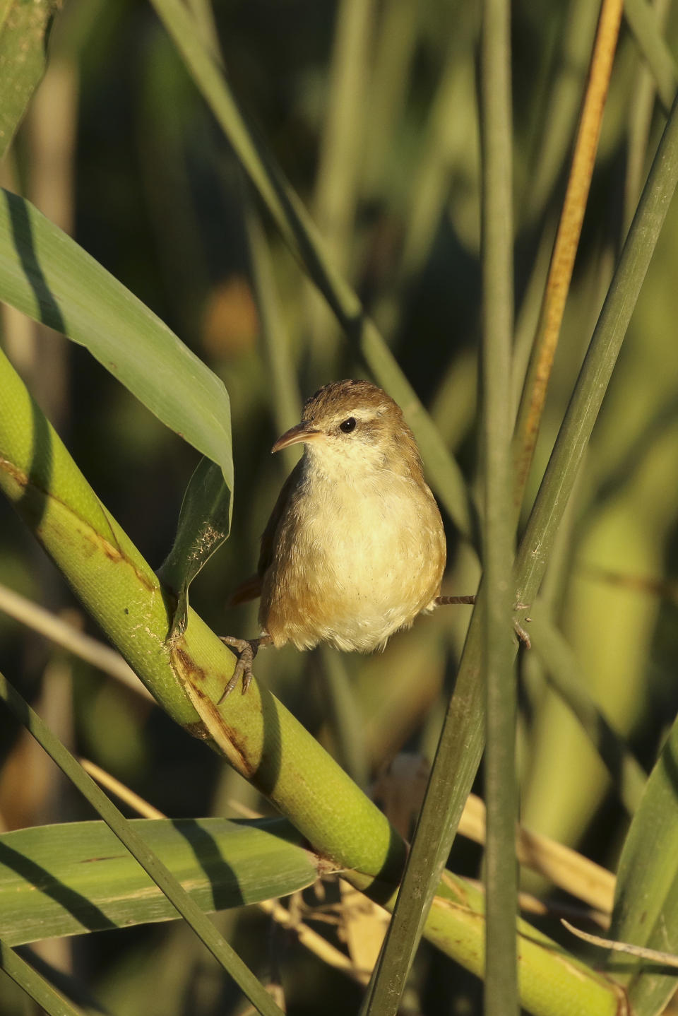 A curve-billed reedhaunter climbing reeds with its strong feet. Source: Getty Images