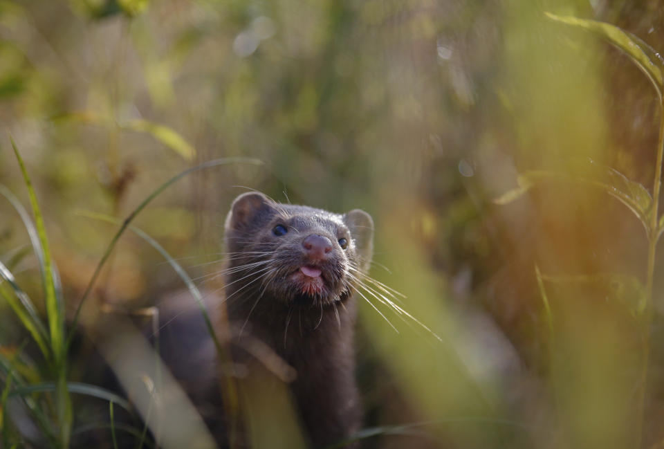 FILE - In this Sept. 4, 2015, file photo, a mink sniffs the air as he surveys the river beach in search of food, in a meadow near the village of Khatenchitsy, northwest of Minsk, Belarus. Officials on Monday, Aug. 17, 2020, confirmed its first U.S. cases of mink infected with the coronavirus following outbreaks in Europe. Five infected mink have been identified at two farms in Utah, the Department of Agriculture announced. Testing began after the farms reported unusually high mortality rates among the small animals prized for their fur. (AP Photo/Sergei Grits, File)