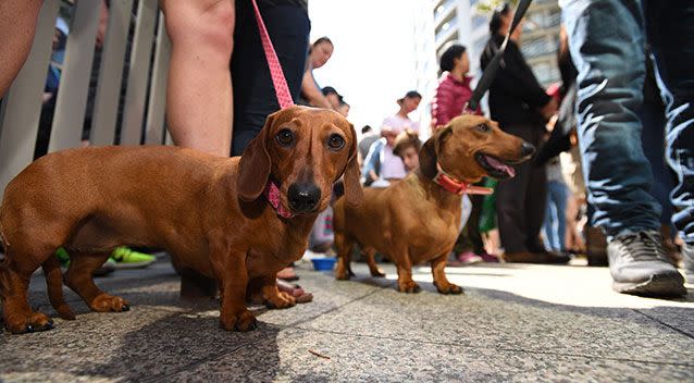 The sausage dogs made a mad dash down the 15-metre racetrack in the bid for the top prize as part of Melbourne's Oktoberfest celebrations. Picture: AAP