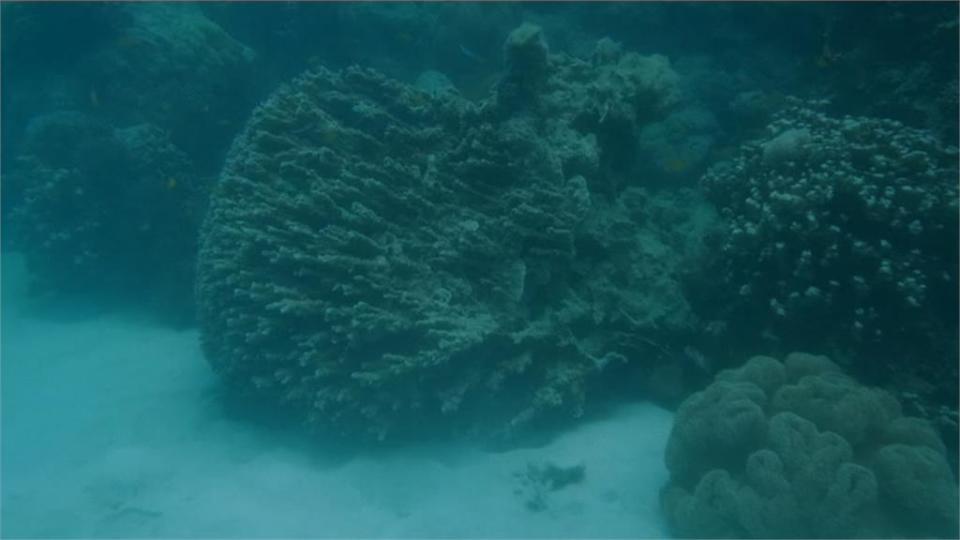 浮石在海洋中漂移時，微生物會寄生在上面，為珊瑚礁群帶來更多生物多樣化和新的物種。