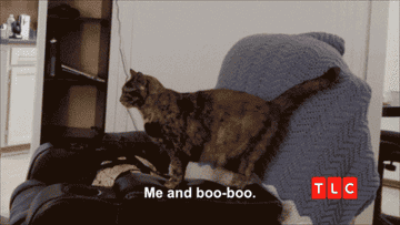 Cat on a chair with text "Me and boo-boo."