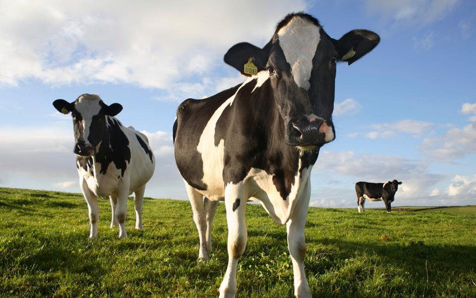 M&S claims that changing the cows' diets could reduce the carbon footprint of its fresh milk by 8.4pc