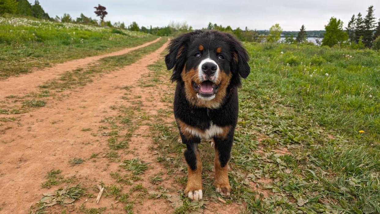 Ellie, a six-month-old Bernese mountain dog, is recovering after ingesting garbage that's suspected to have contained fentanyl at a Charlottetown park last weekend. (Ken Linton/CBC - image credit)