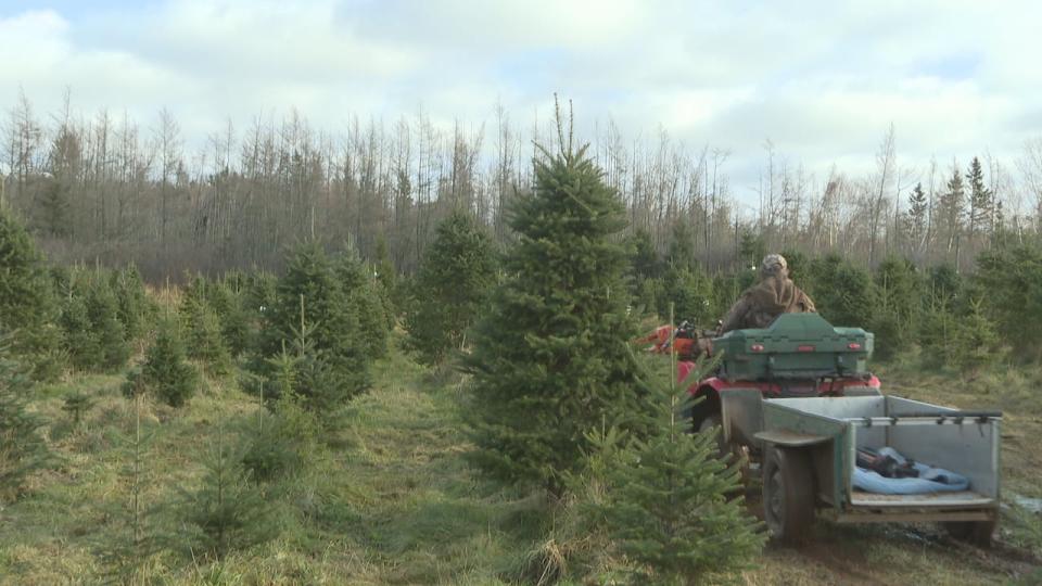 There are more than 4,500 balsam fir trees on the lot at Green Needle, including seedlings. (Sheehan Desjardins/CBC News - image credit)