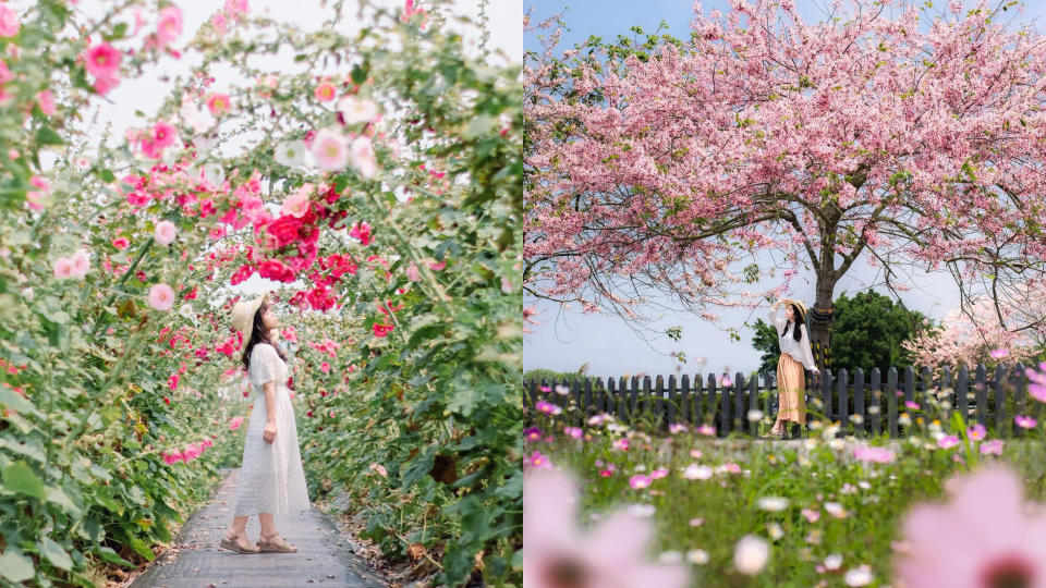 木棉花、蜀葵花、花旗木、羊蹄甲登場！春遊台南最夢幻的賞花攻略