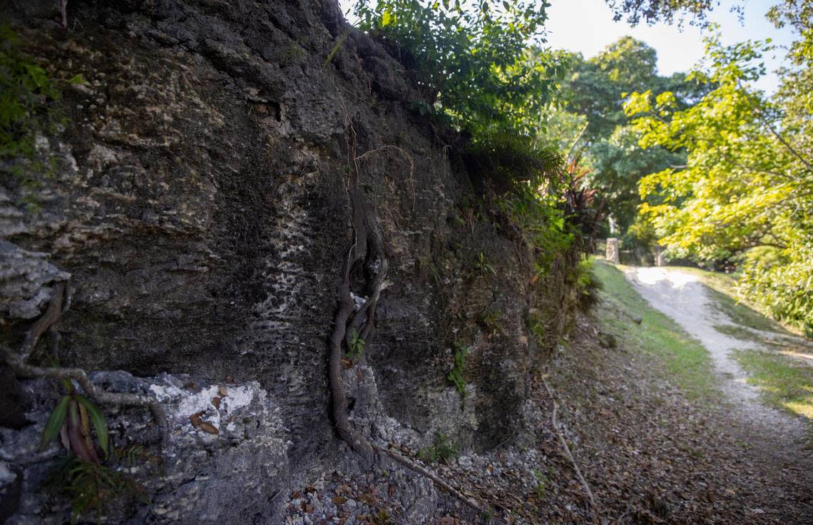 The limestone cliffs that line the Coral Gables Waterway next to Cocoplum Circle can reach as high as 20 feet above sea level.