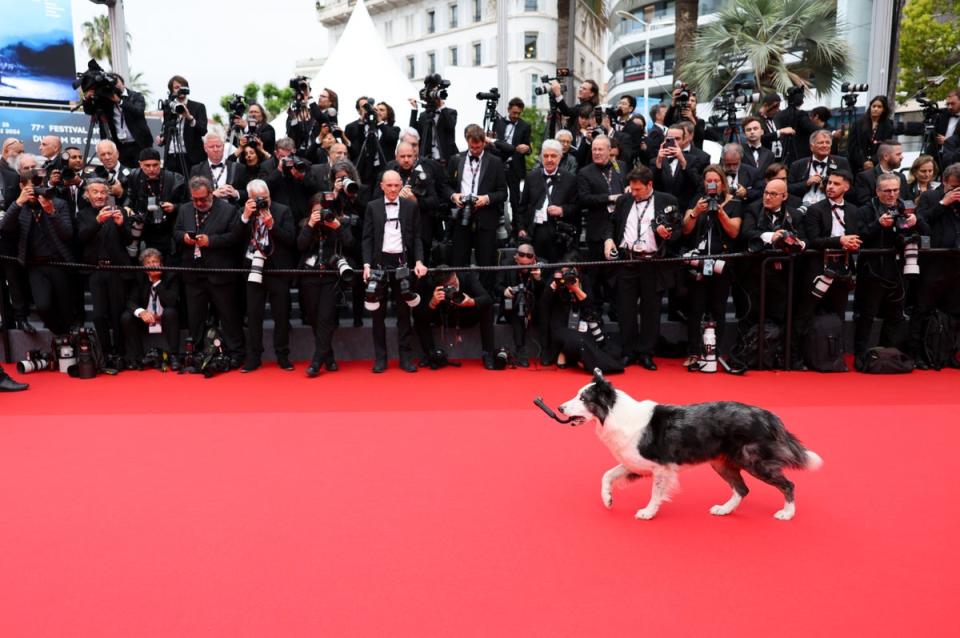 Messi the dog (Getty Images)