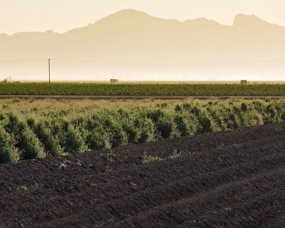 A field of guayule in Eloy, Arizona.