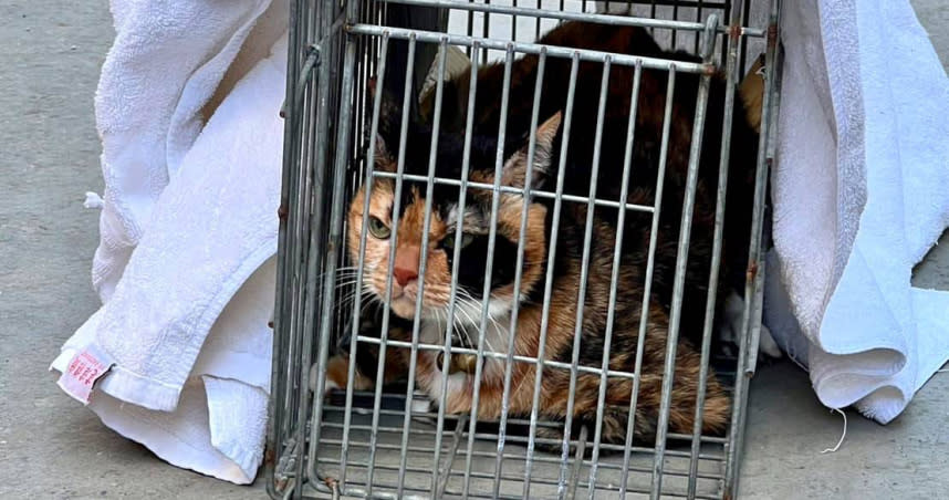 寵物貓「阿花」受困大直廢墟3天，今日終於被救出，並緊急餵食。（圖／翻攝林珍羽臉書）