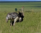 An ostrich at Maasai Mara, Kenya. A flightless bird, the ostrich can run very fast, attaining speeds of 70 km per hour, the fastest land speed for any bird. It is also the largest living bird.