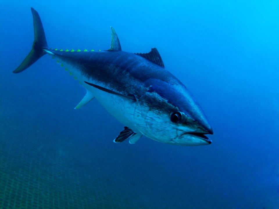 Tuna eyeballs have high levels of omega 3 fatty acids (Getty Images/iStockphoto)